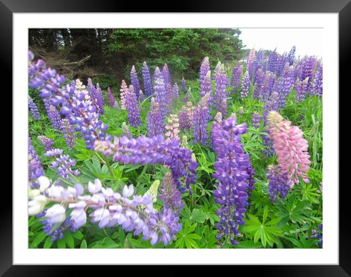 More Lupins Framed Mounted Print by Stephanie Moore