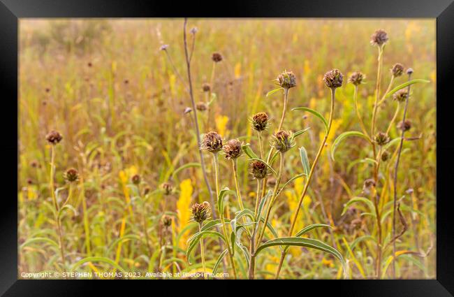 Knapweed Framed Print by STEPHEN THOMAS