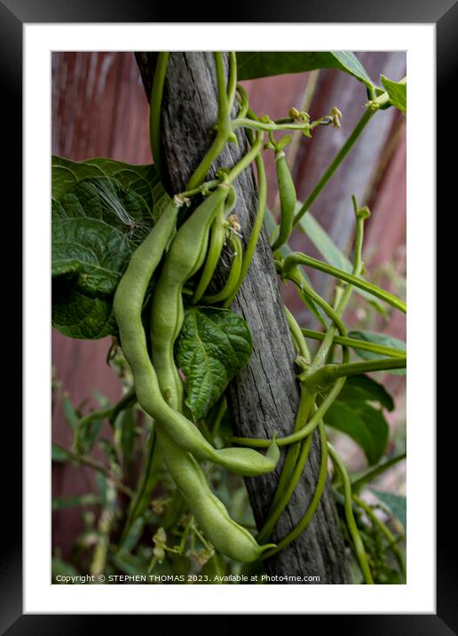 Bean Vine On A Hoe Handle Framed Mounted Print by STEPHEN THOMAS