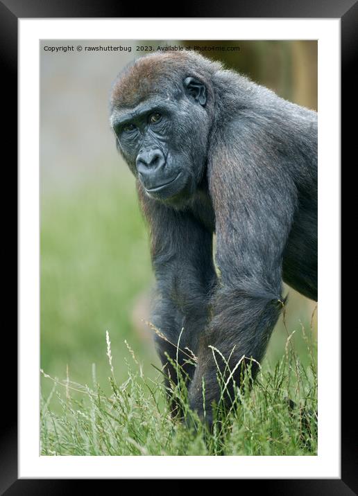 Gorilla's Tranquil Meadow Portrait Framed Mounted Print by rawshutterbug 