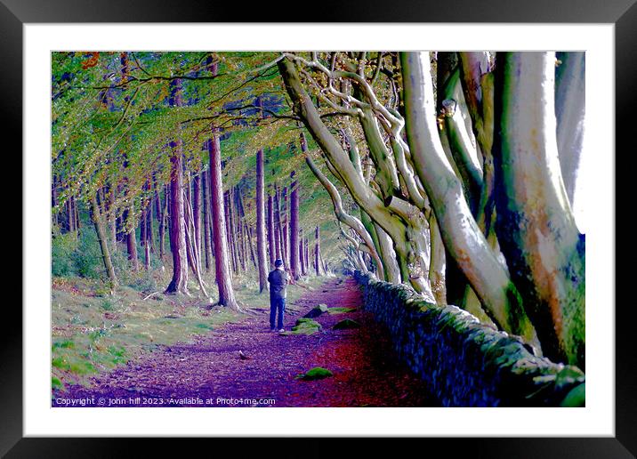 Enchanted Autumnal Beech Avenue Framed Mounted Print by john hill