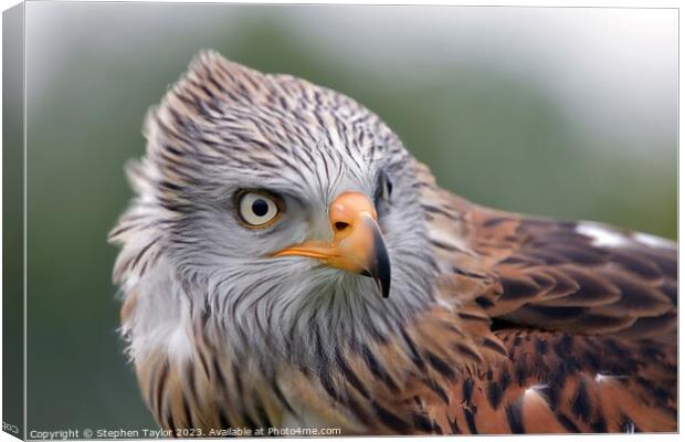 Red Kite Canvas Print by Stephen Taylor
