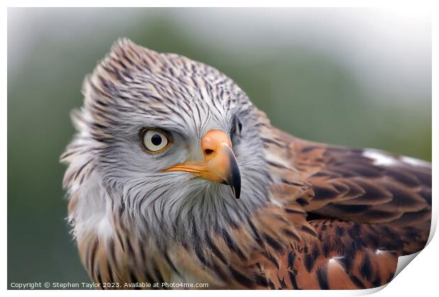 Red Kite Print by Stephen Taylor