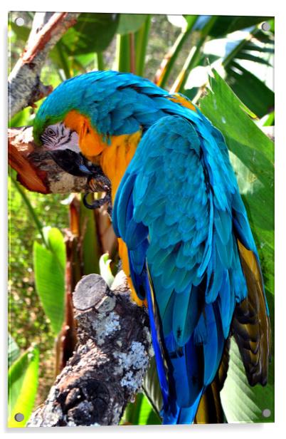 Resplendent Azure and Gold Macaw Acrylic by Andy Evans Photos