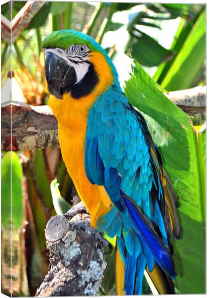 Vibrant Blue and Yellow Macaw Portrait Canvas Print by Andy Evans Photos