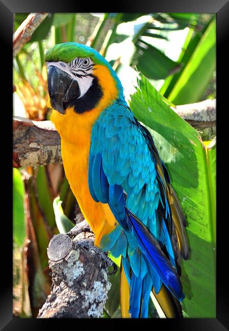 Vibrant Blue and Yellow Macaw Portrait Framed Print by Andy Evans Photos