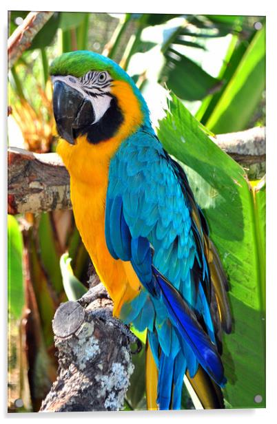 Vibrant Blue and Yellow Macaw Portrait Acrylic by Andy Evans Photos