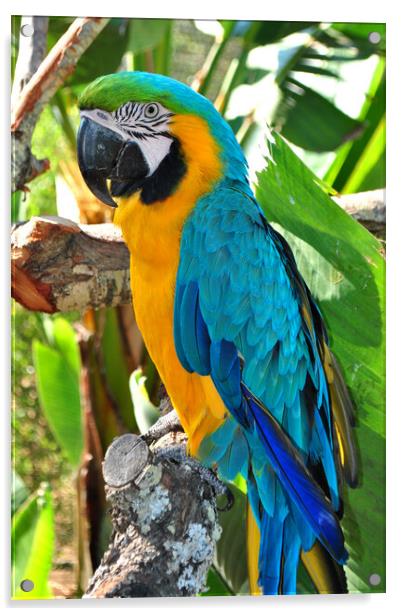 Vibrant Macaw Parrot: Nature's Colour Palette Acrylic by Andy Evans Photos