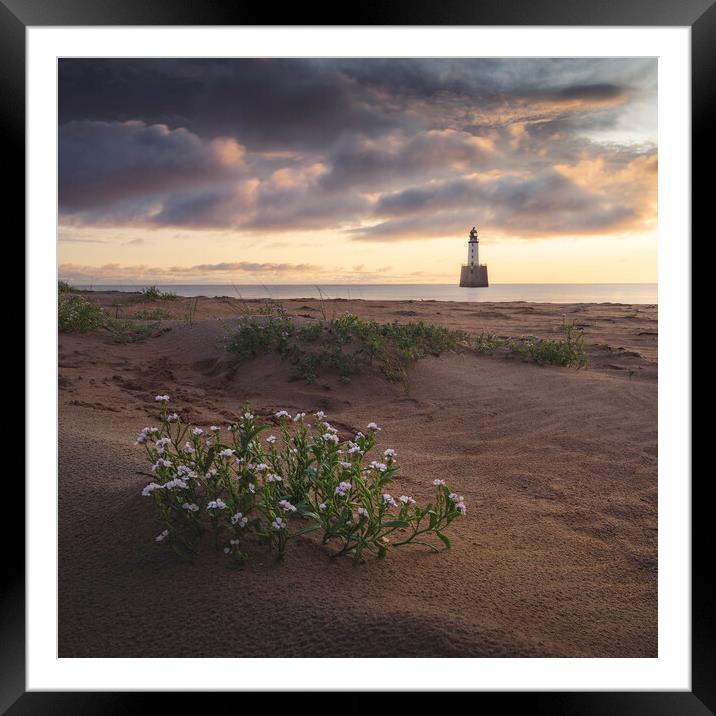 Sea Rocket at Rattray Lighthouse Framed Mounted Print by Anthony McGeever