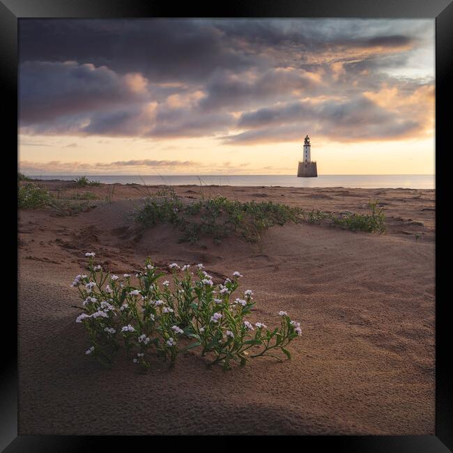 Sea Rocket at Rattray Lighthouse Framed Print by Anthony McGeever