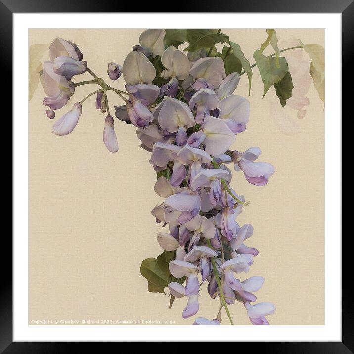 Bewitching Wisteria Bloom's Enchantment Framed Mounted Print by Charlotte Radford