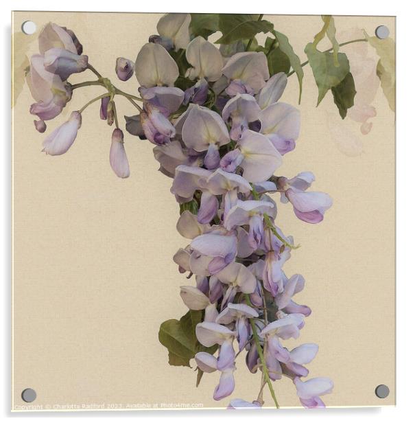 Bewitching Wisteria Bloom's Enchantment Acrylic by Charlotte Radford