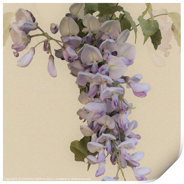Bewitching Wisteria Bloom's Enchantment Print by Charlotte Radford