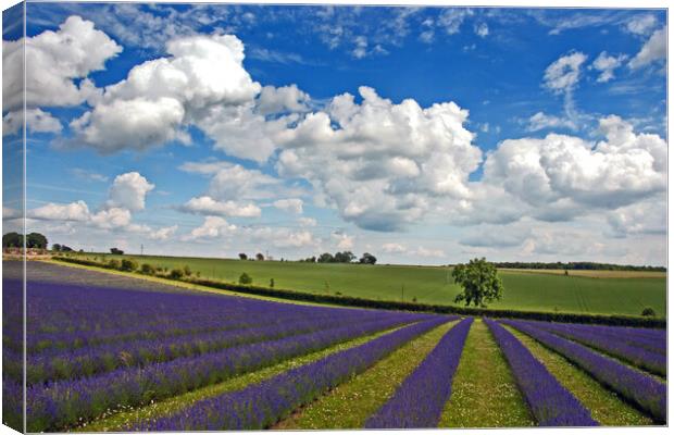 Enchanting Lavender Landscape, Cotswolds England Canvas Print by Andy Evans Photos