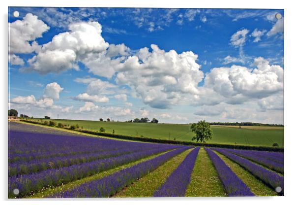 Enchanting Lavender Landscape, Cotswolds England Acrylic by Andy Evans Photos