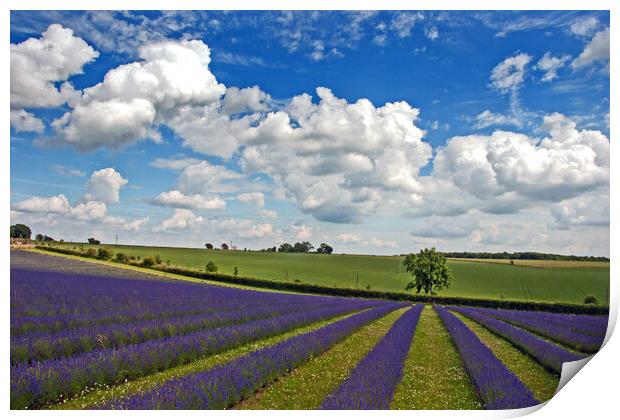 Enchanting Lavender Landscape, Cotswolds England Print by Andy Evans Photos
