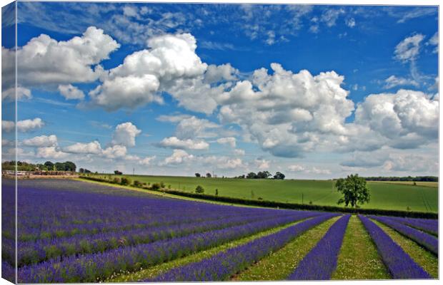 Enchanting Lavender Paradise, Cotswolds England Canvas Print by Andy Evans Photos