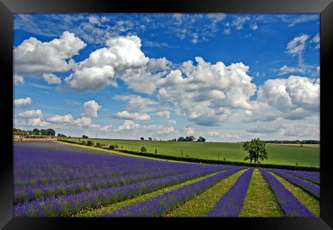 Enchanting Lavender Paradise, Cotswolds England Framed Print by Andy Evans Photos
