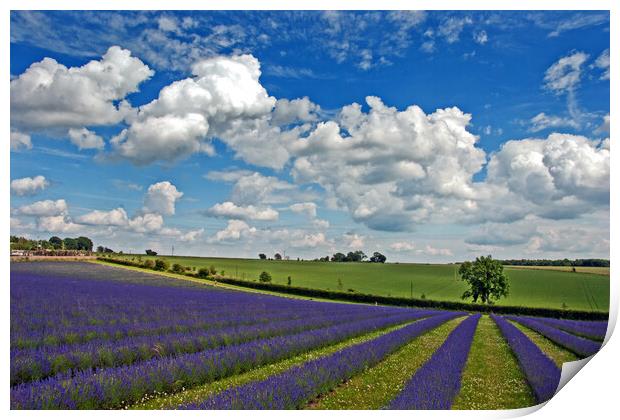 Enchanting Lavender Paradise, Cotswolds England Print by Andy Evans Photos