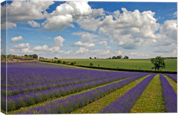 Serene Lavender Haven: Cotswolds Blooms Canvas Print by Andy Evans Photos