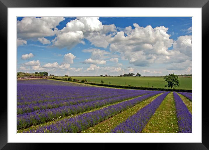 Serene Lavender Haven: Cotswolds Blooms Framed Mounted Print by Andy Evans Photos