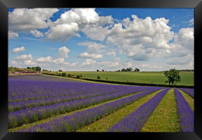 Serene Lavender Haven: Cotswolds Blooms Framed Print by Andy Evans Photos