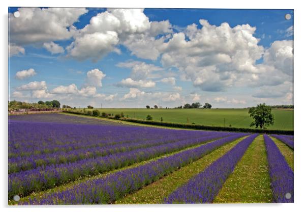 Serene Lavender Haven: Cotswolds Blooms Acrylic by Andy Evans Photos