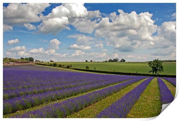 Serene Lavender Haven: Cotswolds Blooms Print by Andy Evans Photos