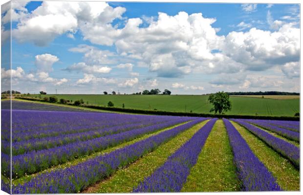 Enchanting Cotswolds Lavender Field Canvas Print by Andy Evans Photos