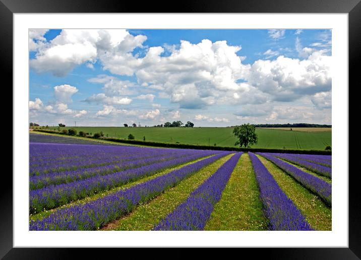 Enchanting Cotswolds Lavender Field Framed Mounted Print by Andy Evans Photos
