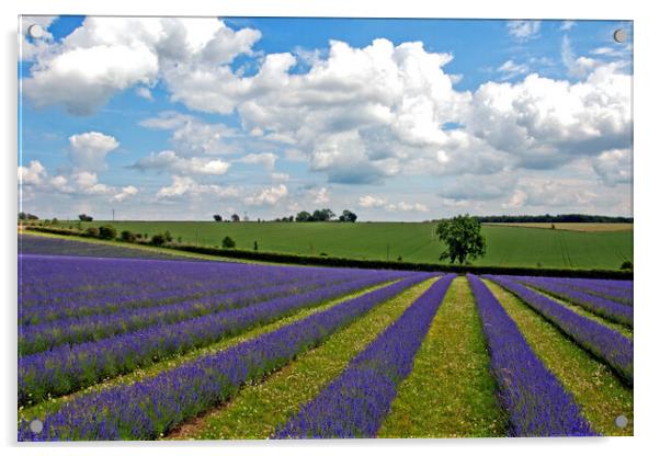 Enchanting Cotswolds Lavender Field Acrylic by Andy Evans Photos