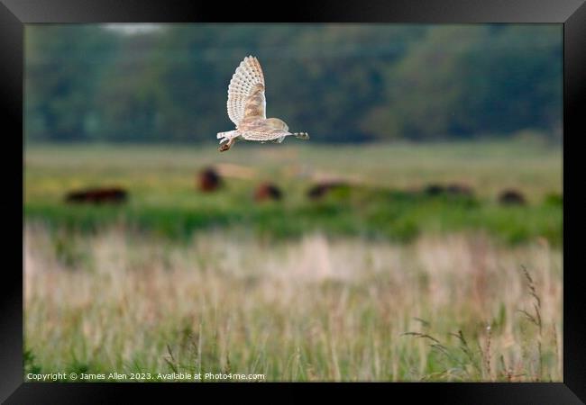 Barn Owls  Framed Print by James Allen