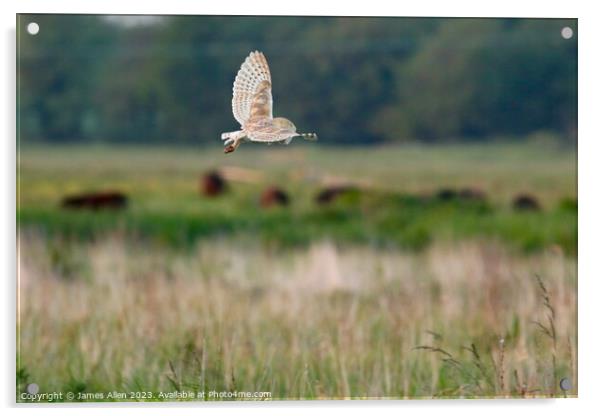 Barn Owls  Acrylic by James Allen