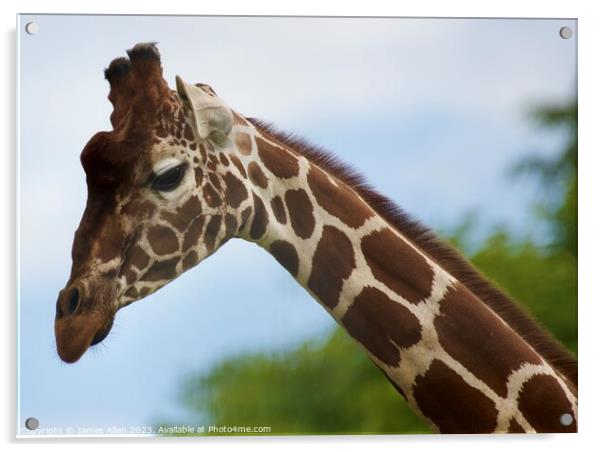 Giraffes  Acrylic by James Allen