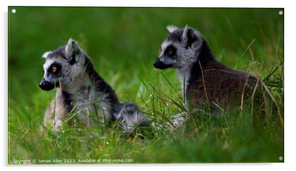 Lemurs Acrylic by James Allen