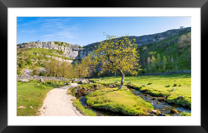 Malham Cove Lone Tree: Yorkshire Dales Framed Mounted Print by Tim Hill