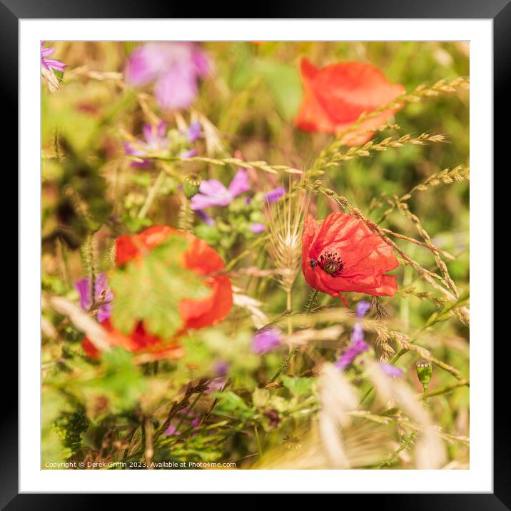 Poppies in nature Framed Mounted Print by Derek Griffin