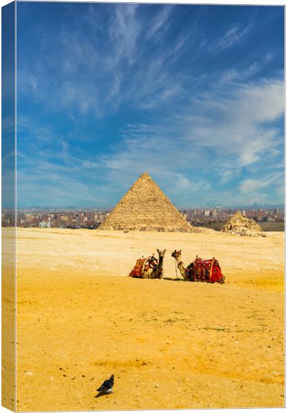 Two camels sitting in front of the great pyramids in Giza in the desert during a sunny warm day in summer, Egypt Canvas Print by Arpan Bhatia