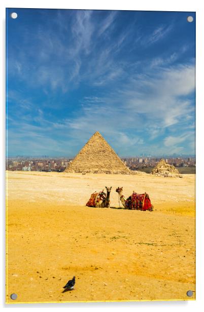 Two camels sitting in front of the great pyramids in Giza in the desert during a sunny warm day in summer, Egypt Acrylic by Arpan Bhatia