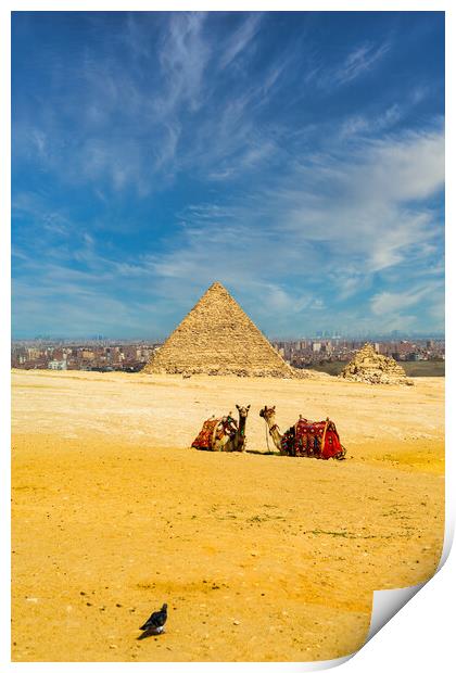 Two camels sitting in front of the great pyramids in Giza in the desert during a sunny warm day in summer, Egypt Print by Arpan Bhatia