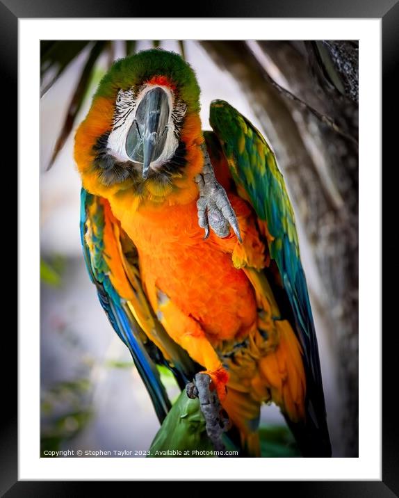 Pretty Polly  Framed Mounted Print by Stephen Taylor