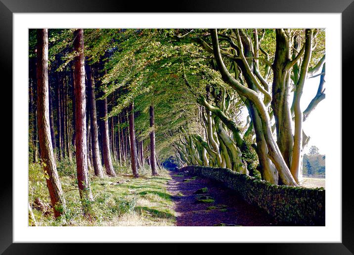 Woodland beech trees. Framed Mounted Print by john hill