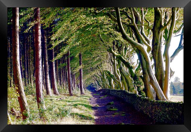 Woodland beech trees. Framed Print by john hill
