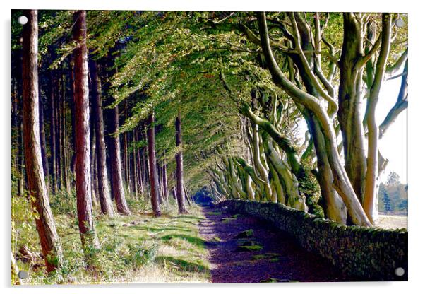 Woodland beech trees. Acrylic by john hill