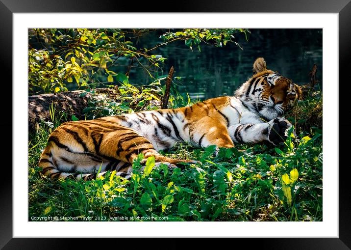 Sleeping Tiger Framed Mounted Print by Stephen Taylor