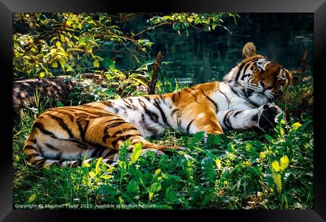 Sleeping Tiger Framed Print by Stephen Taylor