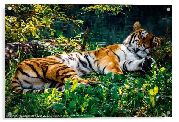 Sleeping Tiger Acrylic by Stephen Taylor