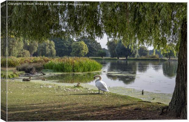 Bushy Park pond view from under the tree Canvas Print by Kevin White