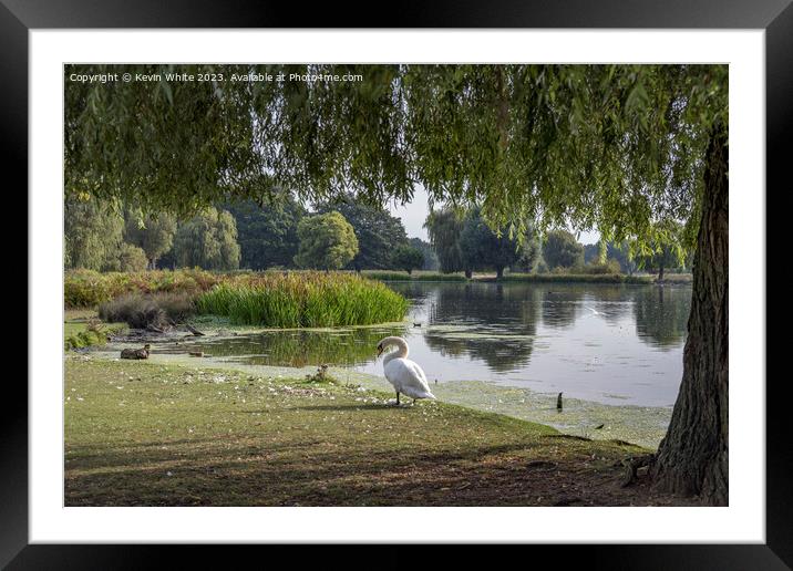 Bushy Park pond view from under the tree Framed Mounted Print by Kevin White