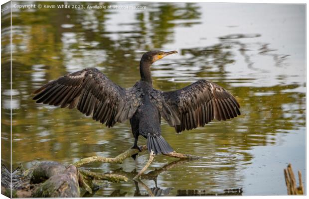 Cormorant showing off his wings Canvas Print by Kevin White